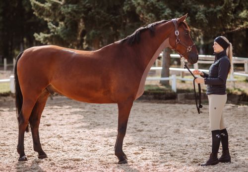 Geschorenes Pferd mit Bib-Schur