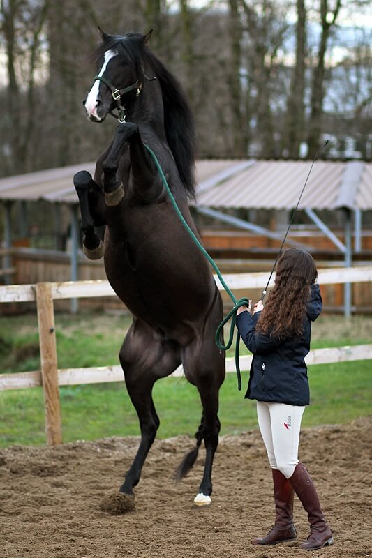 Frau lässt Pferd an der Hand steigen