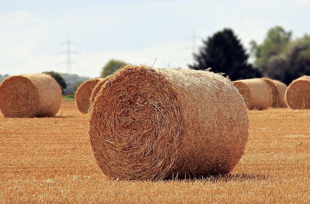 Strohallergie-Pferd Strohallergie Pferd