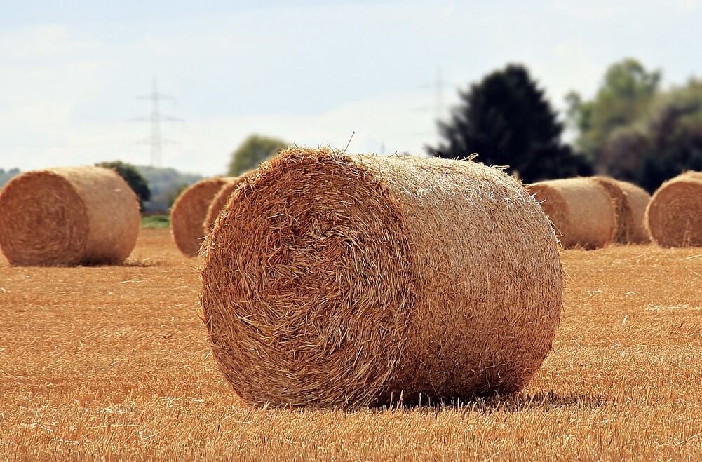 Strohallergie Pferd