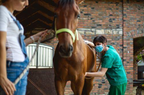 Tierarzt-untersucht-Pferd