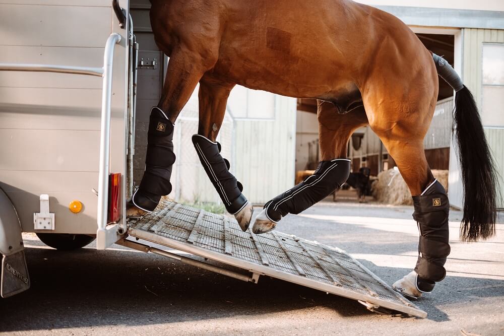 Pferd geht die Rampe zum Anhänger nach oben