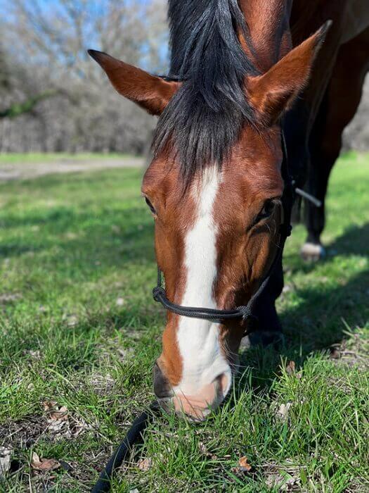 Pferd mit Knotenhalfter auf Wiese