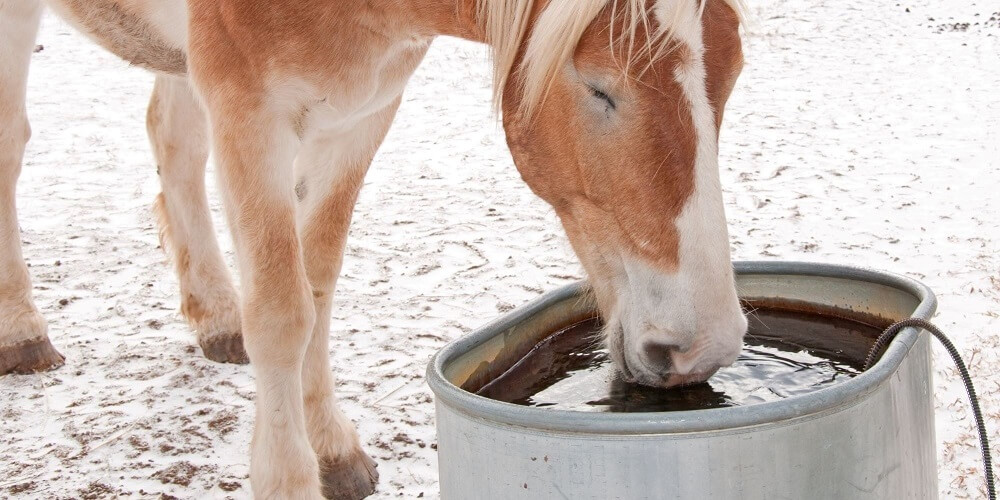 Haflinger trinkt aus Tränke im Winter