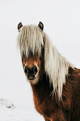 Winterfell Pferd