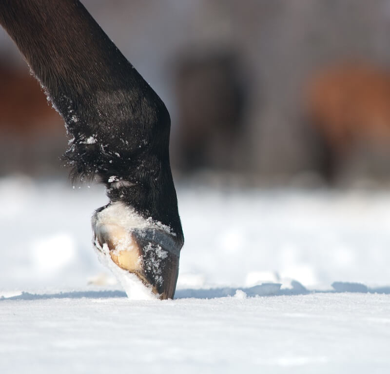 Pferdehuf im Schnee