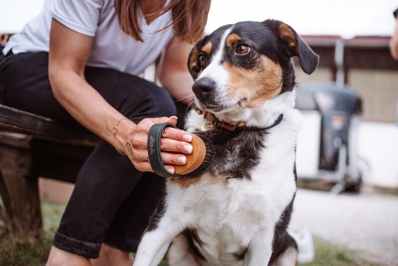 Hund wird gebürstet