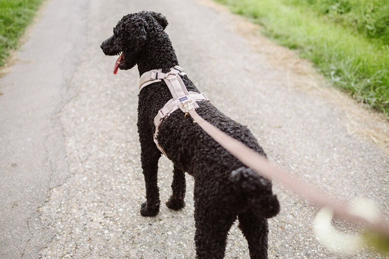 Hund mit Geschirr und Leine