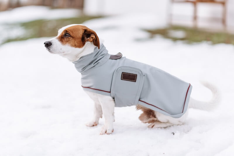 Hund mit Hundemantel im Schnee