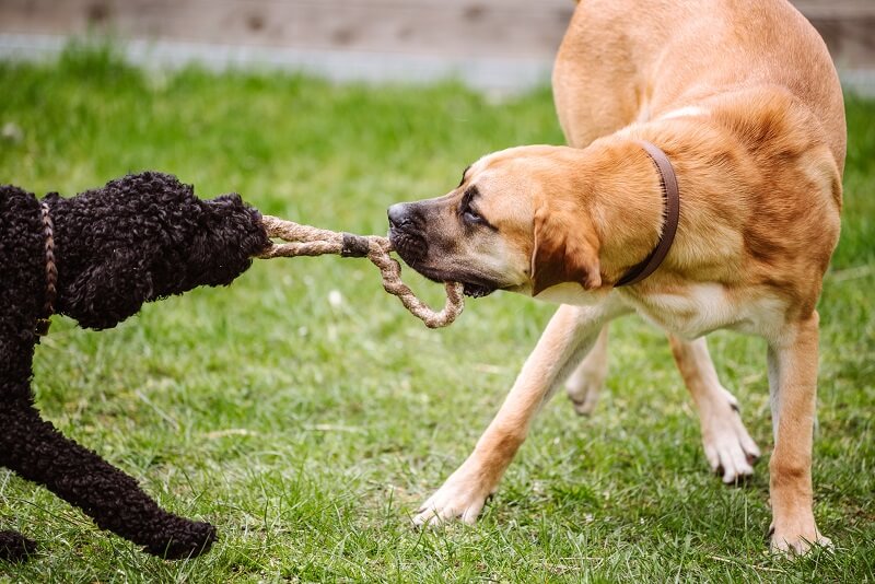 Hunde spielen mit Hundespielzeug