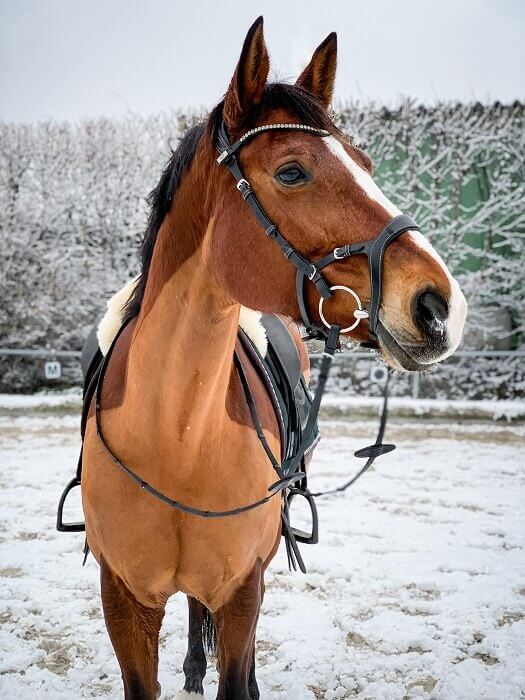 Pferd im Schnee auf Reitplatz