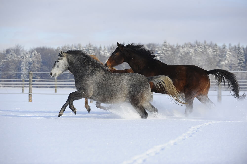 Pferde galoppieren im Schnee