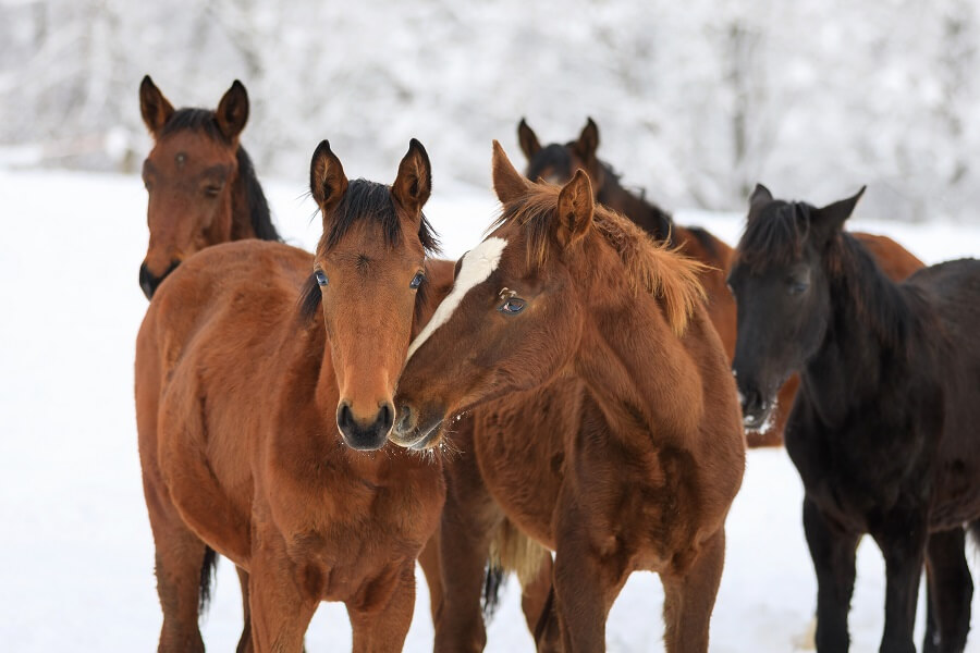 Jungpferde stehen im Schnee