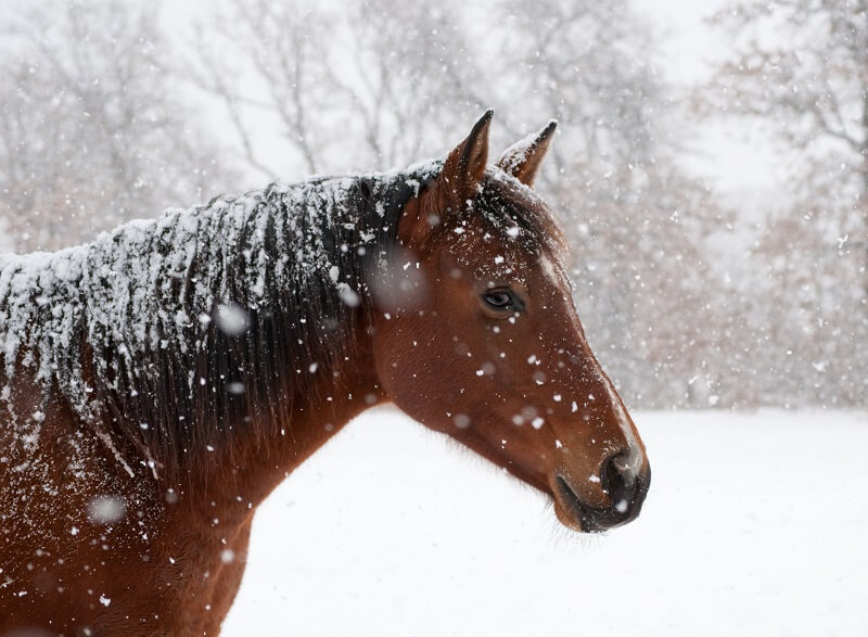 Pferd-im-Schnee Pferd im Schnee