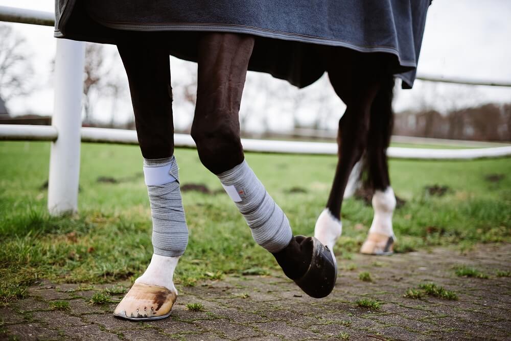 Pferd trägt Incrediwear Equine Bandagen