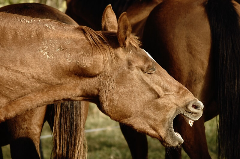 Pferd hat Husten