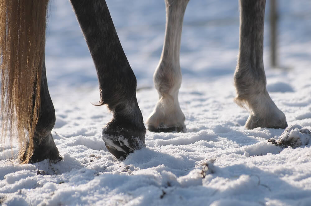 Pferd steht im Schnee