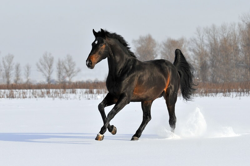 Pferd galoppiert im Schnee