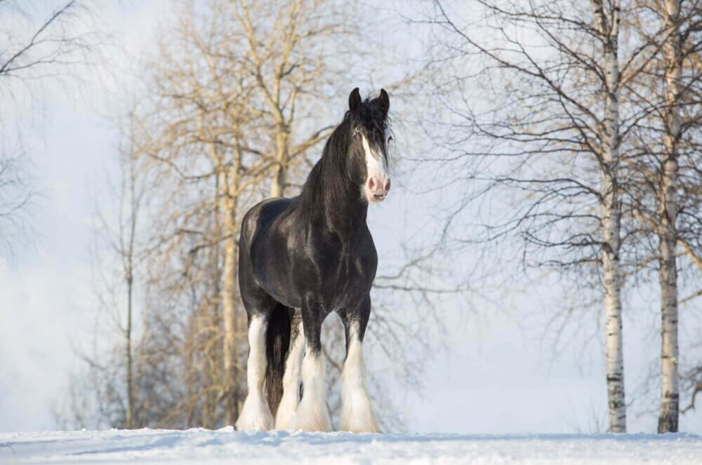 Shire Horse im Schnee