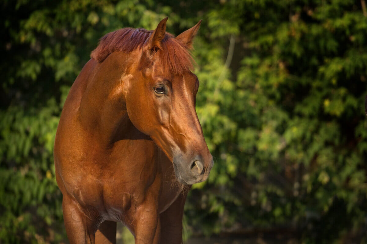 Trakehner