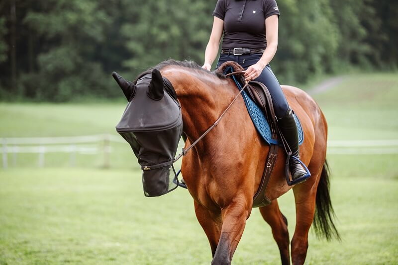 Ausreiten-Fliegenmaske Pferd mit Fliegenmaske