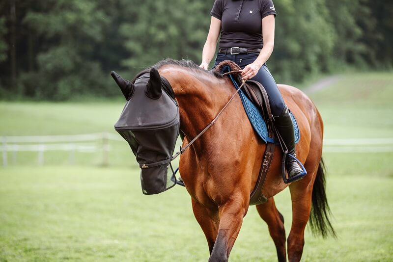 Pferd mit Fliegenmaske