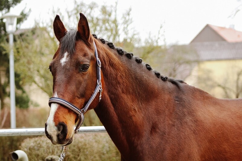 Pferd mit eingenähter Mähne