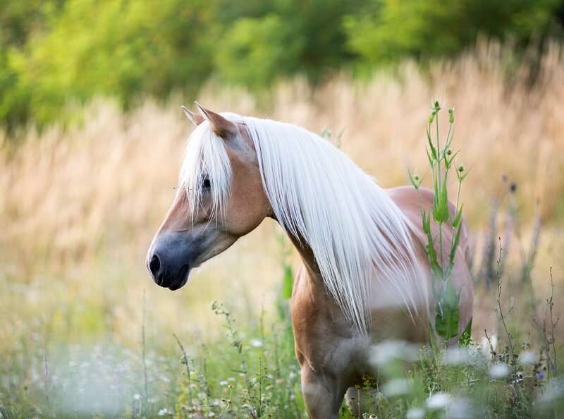 Haflinger steht auf einer Wiese