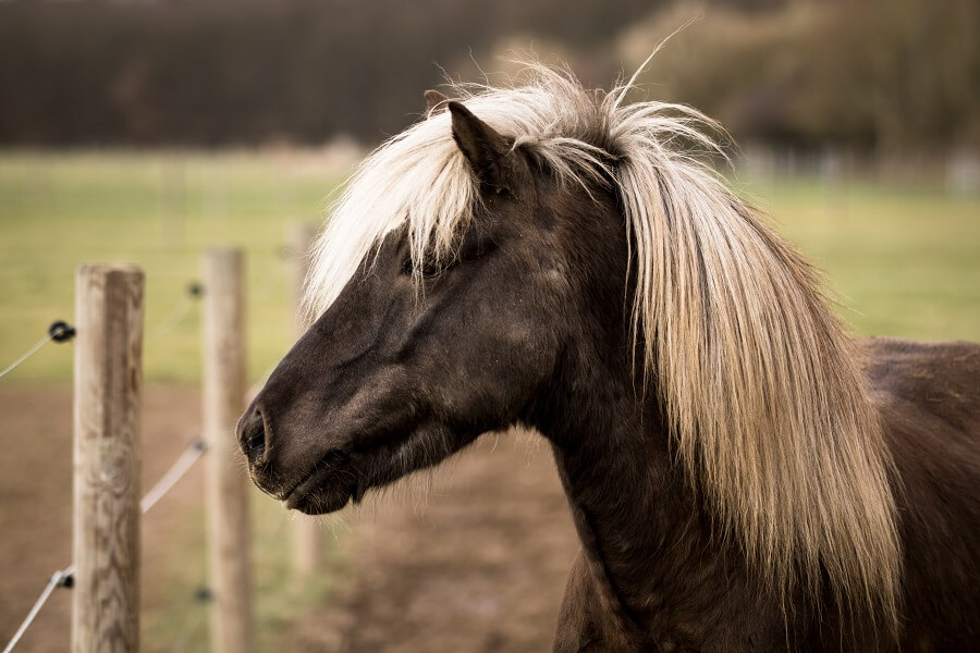 Windfarbener Isländer