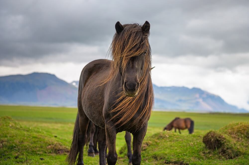 Islandpferd steht auf einer Wiese