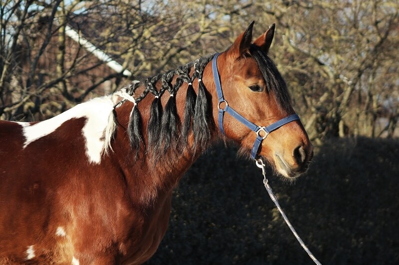 Pferd mit eingeflochtener Mähne