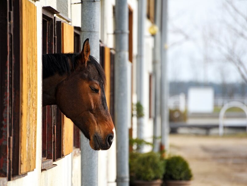 Schlafendes Pferd am Fenster vom Stall Pferd schaut aus dem Fenster und döst