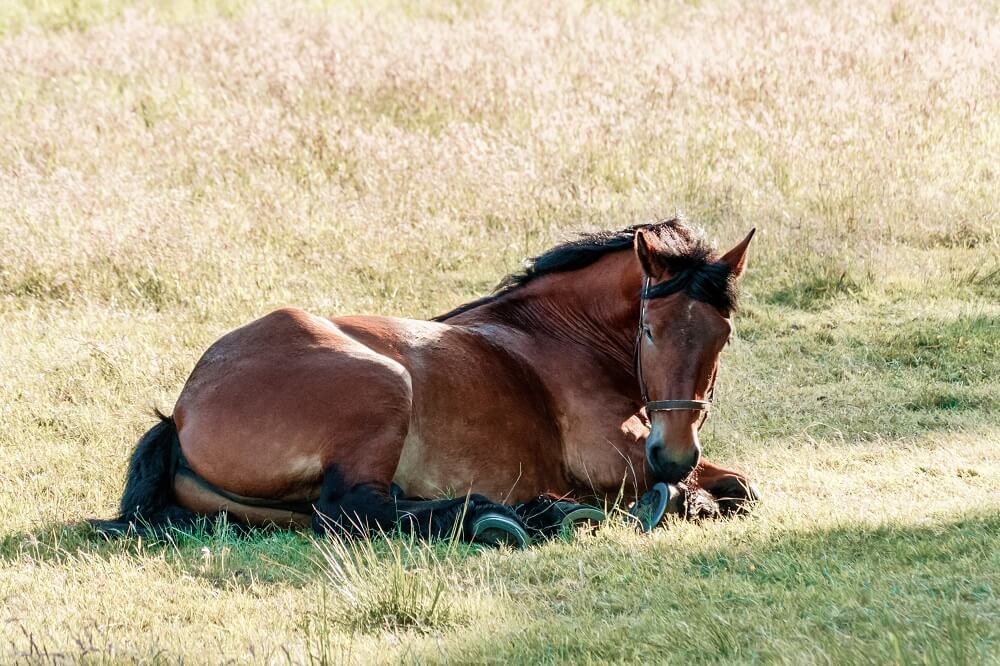 Pferd liegt auf der Wiese