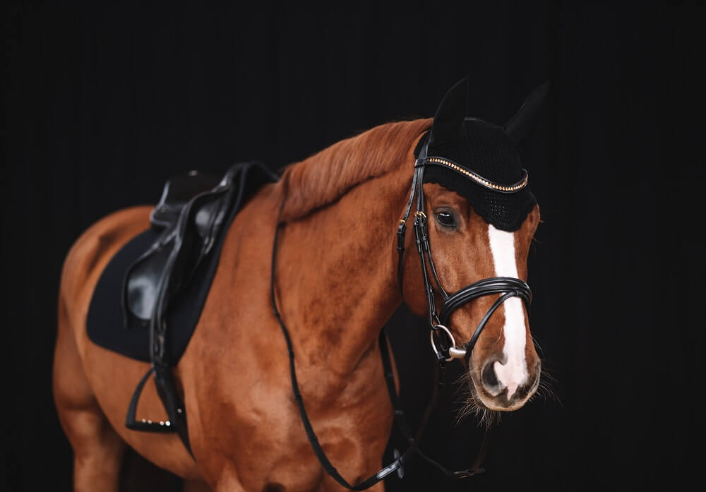 Schöne Pferdenamen von A bis Z für Stuten & Hengste FUNDIS Reitsport