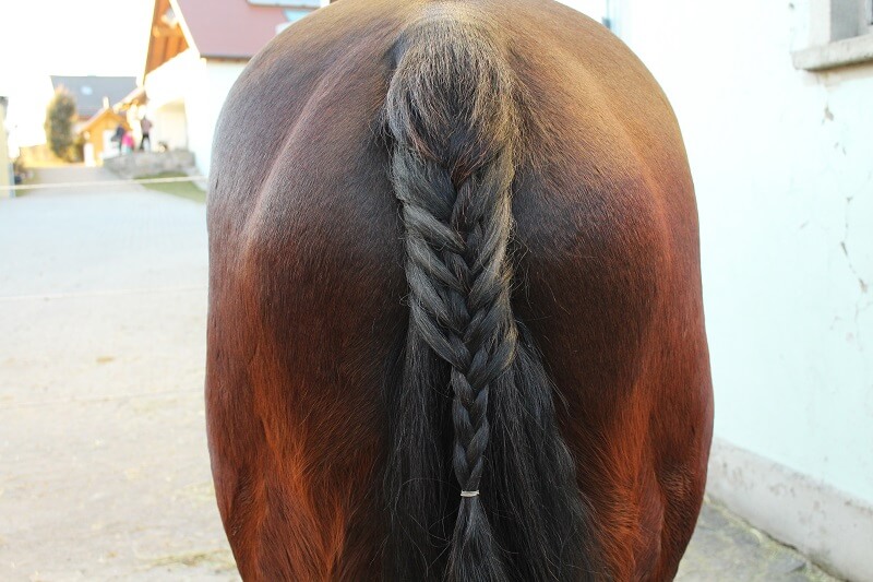 Pferd mit französischem Zopf im Schweif