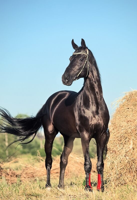 Schwarzer Trakehner