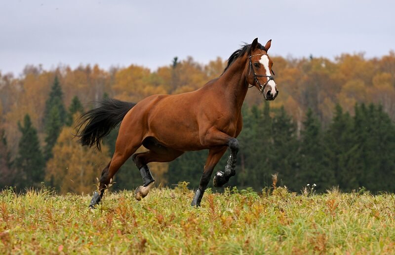 Brauner Trakehner