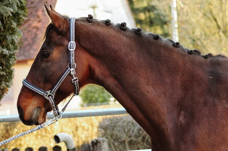 Pferd mit Turnierzöpfen