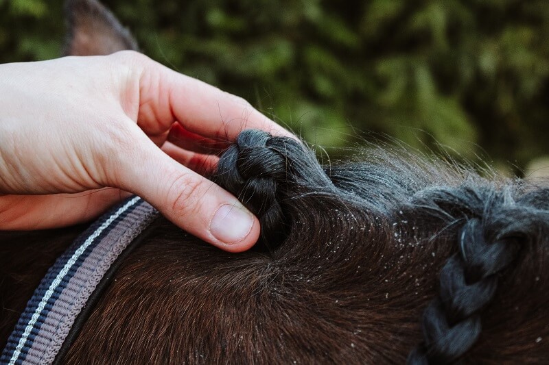 Pferd wird eingeflochten