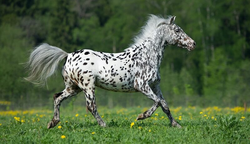 Appaloosa Farbe Appaloosa Tigerschecke