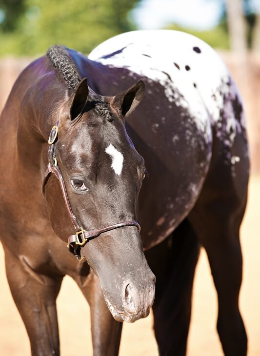 Appaloosa Horse Appaloosa schwarz weiß