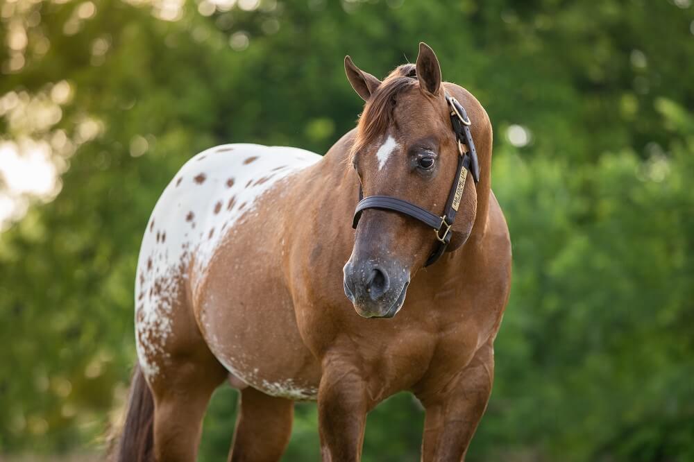 Appaloosa