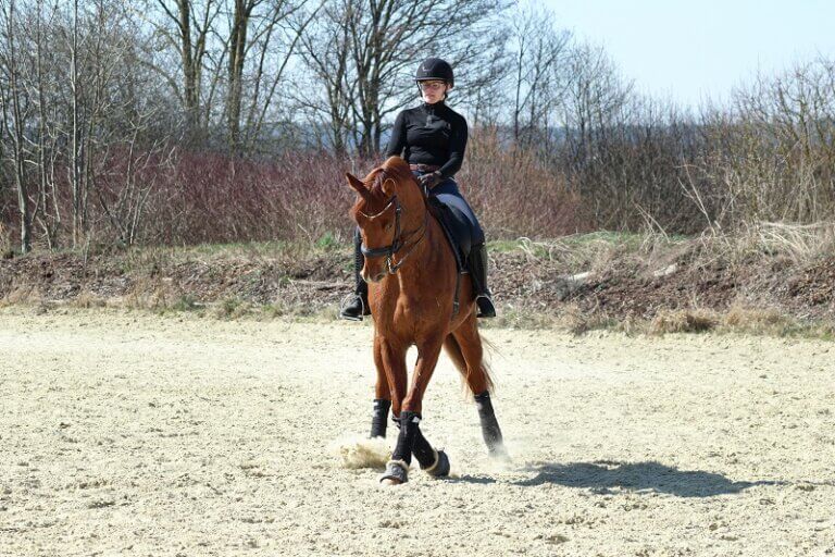 Traversale reiten Tipps von Frederic Wandres FUNDIS Reitsport