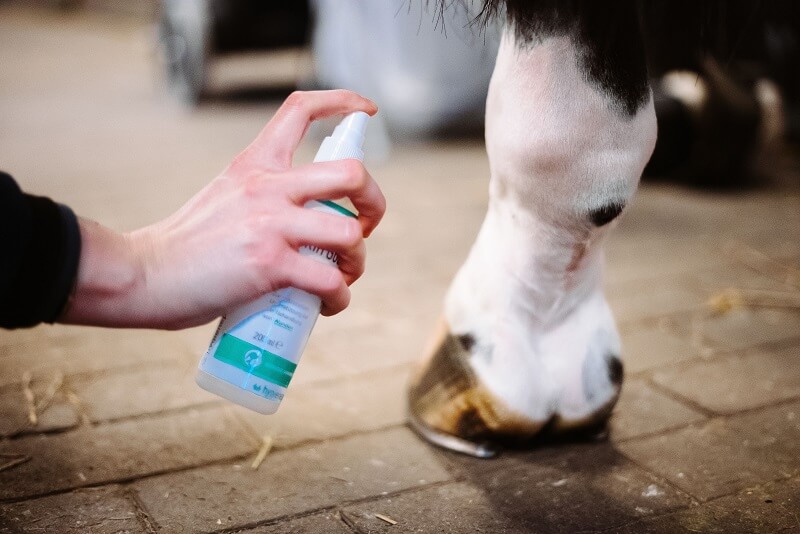 hpro-Fetlock-Guard Pferdebein wird eingesprüht