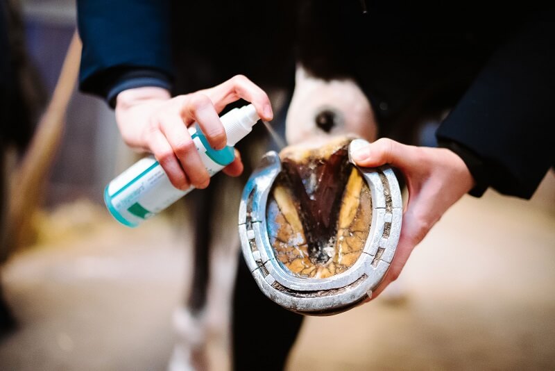 hpro-Hoof-Guard Huf wird eingesprüht