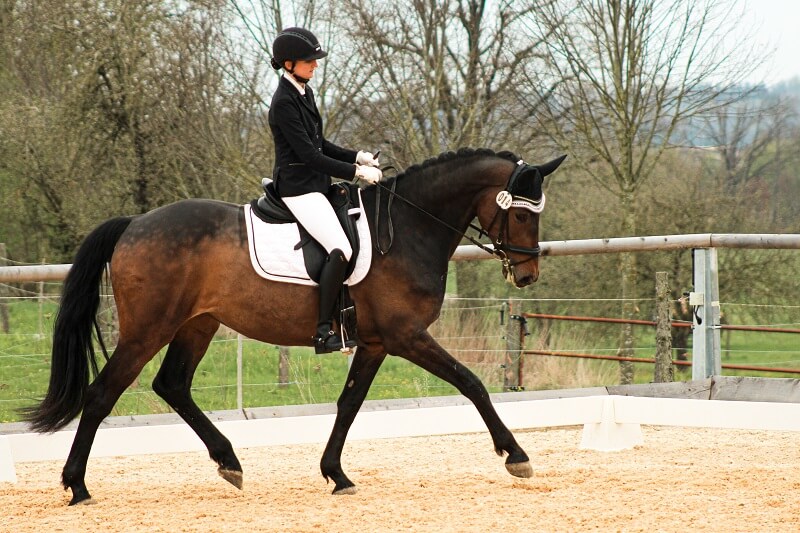 A-Dressur-Lektionen Reiterin reitet Dressur auf dem Turnier