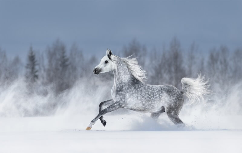 Pferd galoppiert im Schnee