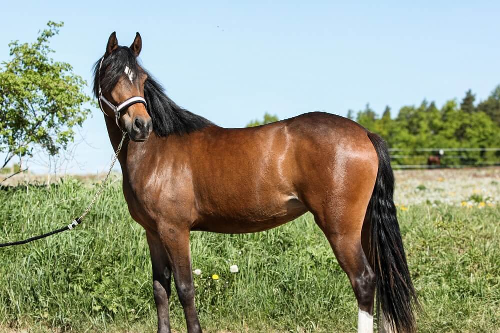 Portrait Deutsches Reitpony