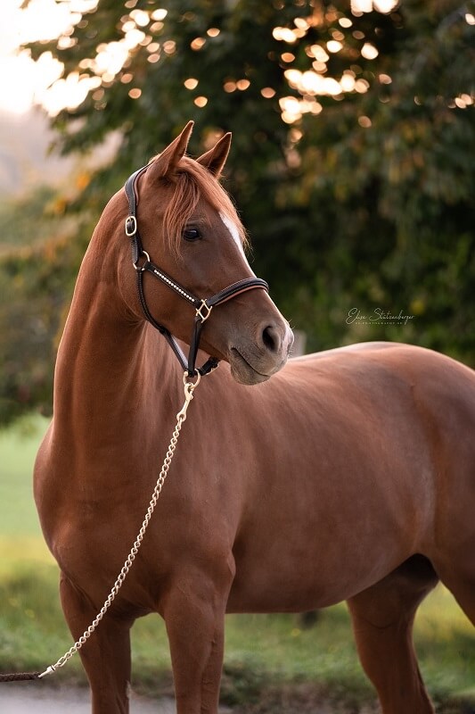 Deutsches Reitpony Rasse Deutsches Reitpony