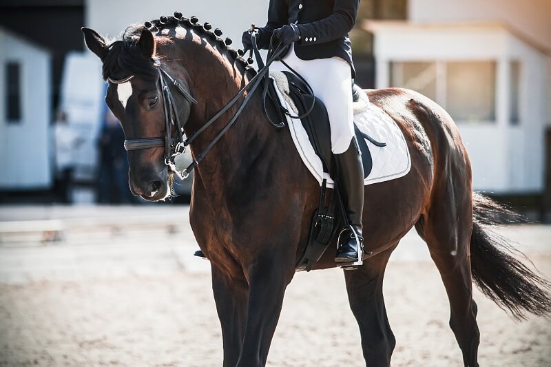 Deutsches Reitpony Turnier Reitpony auf dem Turnier